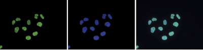 H3K9/14ac Antibody validated in Immunofluorescence