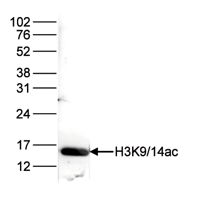 H3K9/14ac Antibody validated in Western Blot