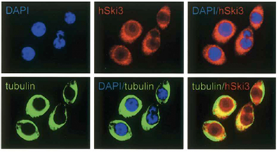 Ski3 Antibody validated in Immunofluorescence