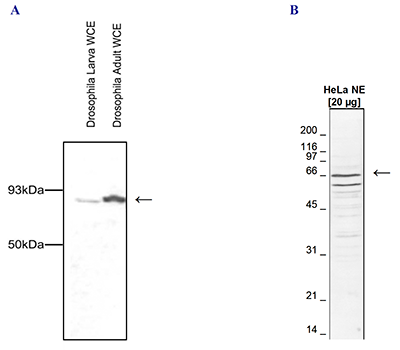 Western Blot