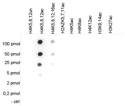 H4K5,8,12ac Antibody validated in Dot Blot