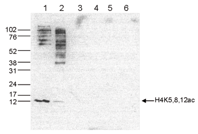 H4K5,8,12ac Antibody validated in Western Blot