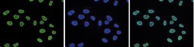 H4K5,8,12ac Antibody validated in Immunofluorescence