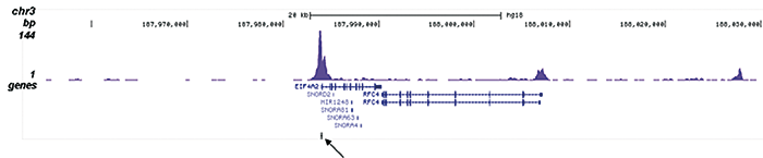 H4K5,8,12,16ac Antibody for ChIP-seq assay