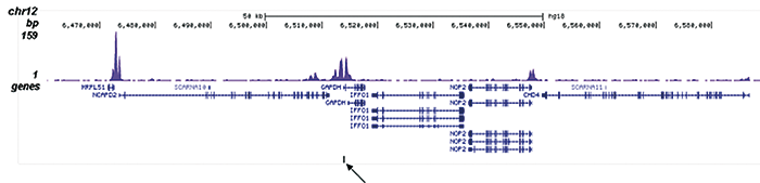 H4K5,8,12,16ac Antibody validated in ChIP-seq