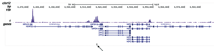 H4K5,8,12,16ac Antibody validated in ChIP-seq 