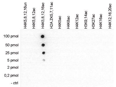 H4K5,8,12,16ac Antibody Dot Blot validation