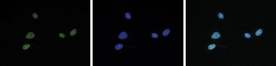 H4K5,8,12,16ac Antibody validated in Immunofluorescence
