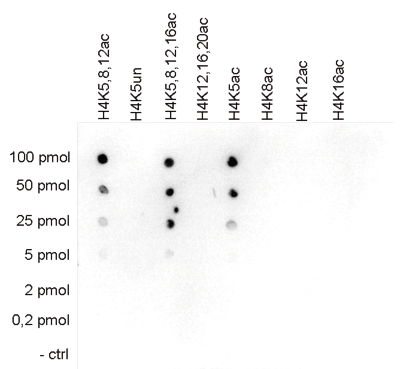 H4K5ac Antibody Dot Blot validation
