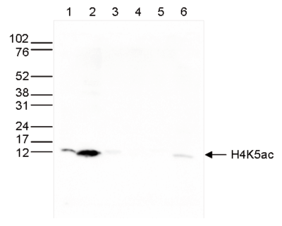 H4K5ac Antibody validated in Western Blot