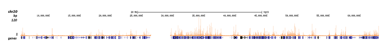 H4K5ac Antibody for ChIP-seq assay