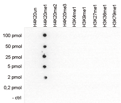 H4K20me1 Antibody validated in Dot blot