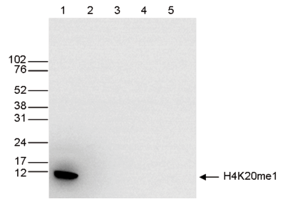H4K20me1 Antibody validated in Western Blot