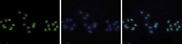 H4K20me1 Antibody validated in Immunofluorescence