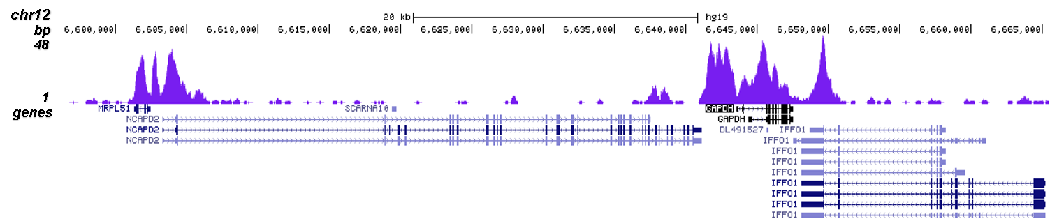 H3K4me2 Antibody validated in ChIP-seq