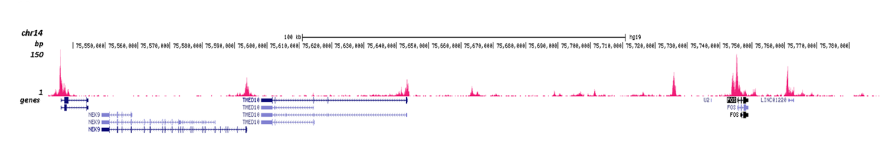 H3K4me2 Antibody Cut&Tag