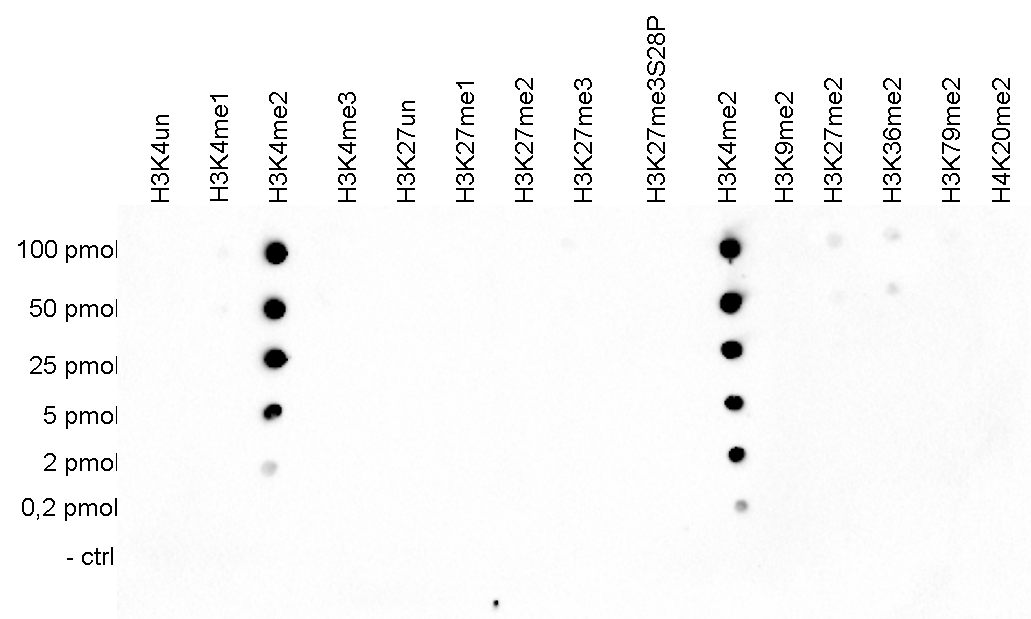 H3K4me2 Antibody validated in Dot Blot