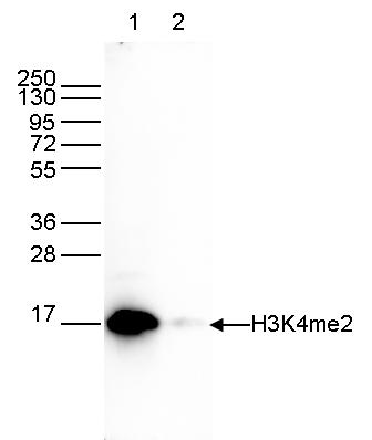 H3K4me2 Antibody validated in Western Blot