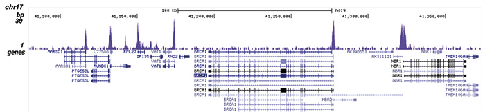 SAP30 Antibody for ChIP-seq assay