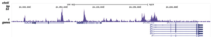 SAP30 Antibody validated in ChIP-seq