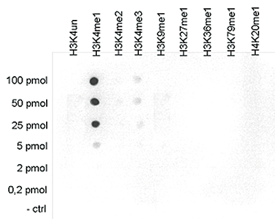 H3K4me1 Antibody Dot Blot Validation 