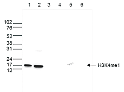 H3K4me1 Antibody validated in Western Blot
