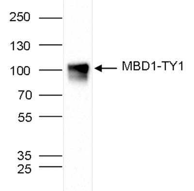 Western blot