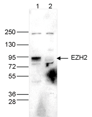 EZH2 Antibody validated for Western Blot