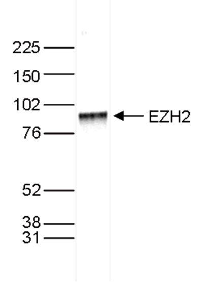 EZH2 Antibody validated in Western Blot