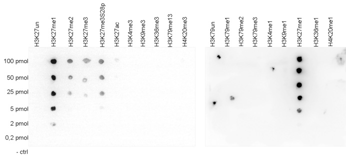 H3K27me1 Antibody validated in Dot Blot