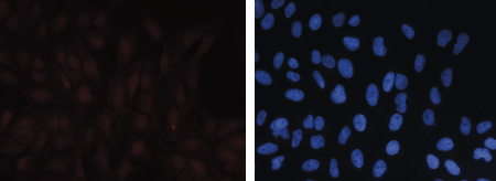 H3K27me1 Antibody validated in Immunofluorescence