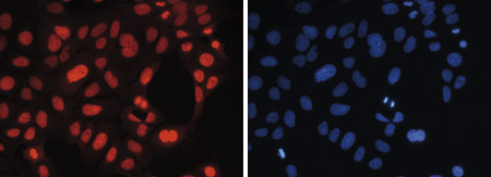 H3K27me1 Antibody validated for Immunofluorescence