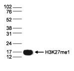 H3K27me1 Antibody validated in Western Blot