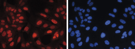 H3K27me1 Antibody validated in Immunofluorescence