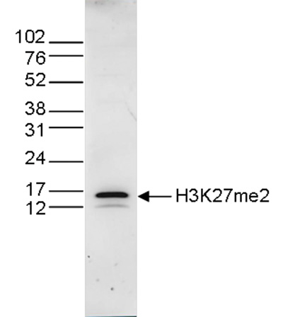 H3K27me2 Antibody validated in Western blot