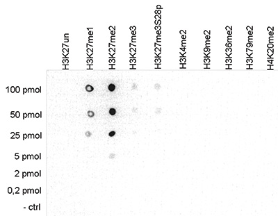 H3K27me2 Antibody validated in Dot Blot