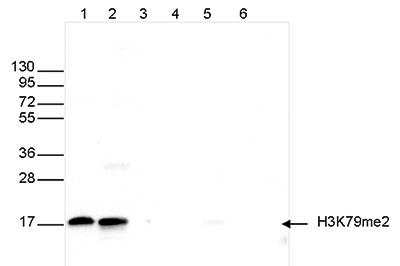 H3K79me2 Antibody validated in Western Blot