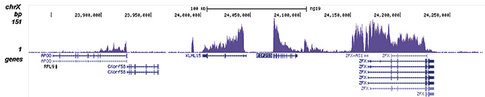 H3K79me2 Antibody for ChIP-seq assay