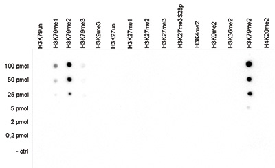 H3K79me2 Antibody Dot Blot validation