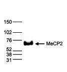 MeCP2 Antibody validated in Western Blot