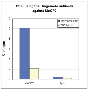 MeCP2 Antibody for ChIP