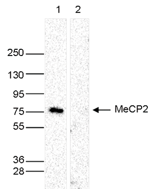 MeCP2 Antibody validated in Western Blot
