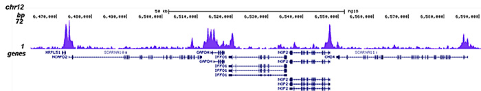 HDAC1 Antibody validated in ChIP-seq 