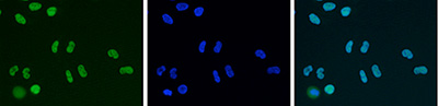 HDAC1 Antibody validated in Immunofluorescence