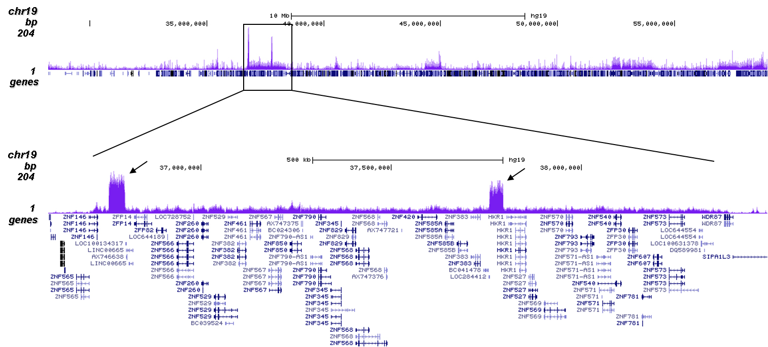 H3K9me3 Antibody ChIP-seq assay