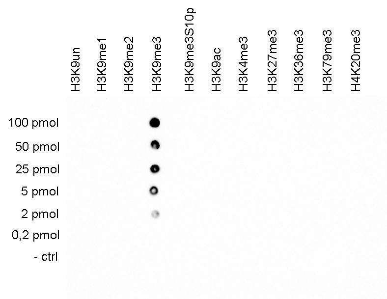 H3K9me3 Antibody validated in Dot Blot