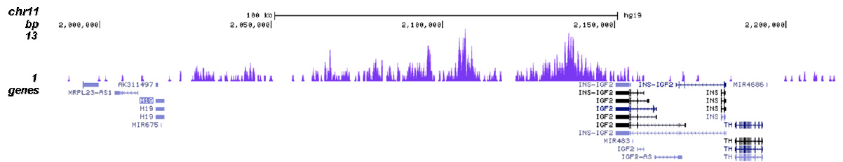 H3K9me3 Antibody validated in ChIP-seq 