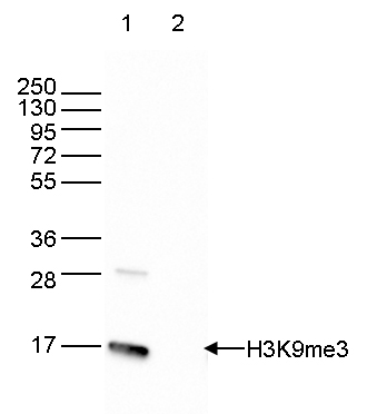 H3K9me3 Antibody validated in Western blot