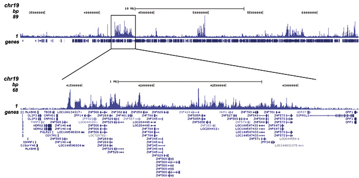 H4K20me3 Antibody ChIP-seq Grade