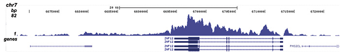 H4K20me3 Antibody for ChIP-seq